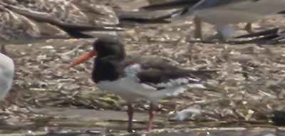 Eurasian Oystercatcher